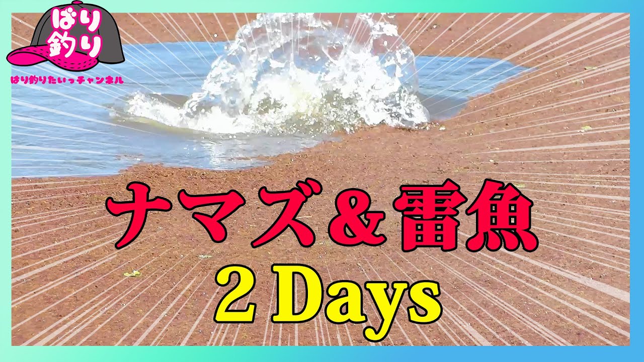 【雷魚釣り】ナマズ＆雷魚 バイト連発が…　＃157