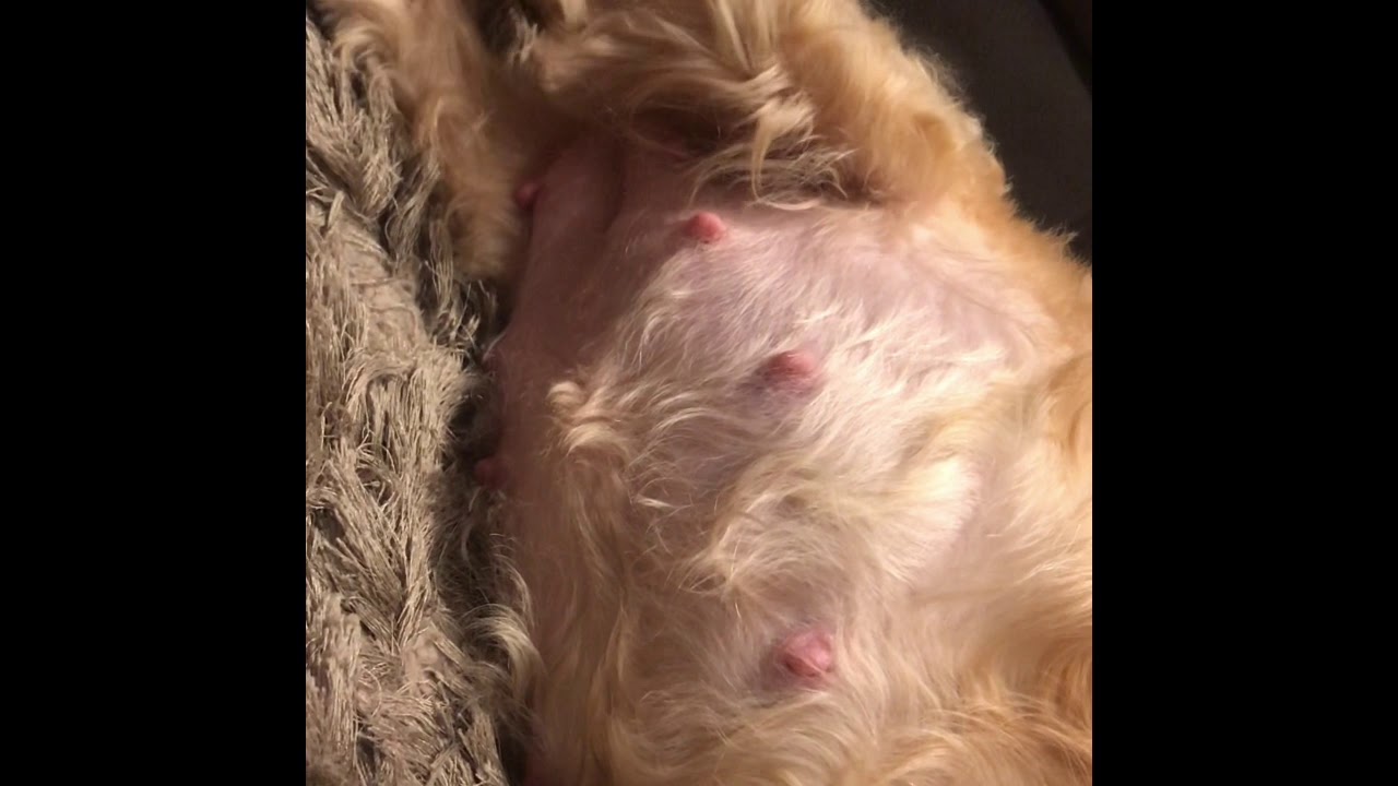 Cockapoo pregnant week 6 and 7 like and subscribe