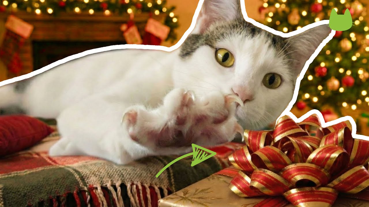Twas the Night Before Catmas🎄