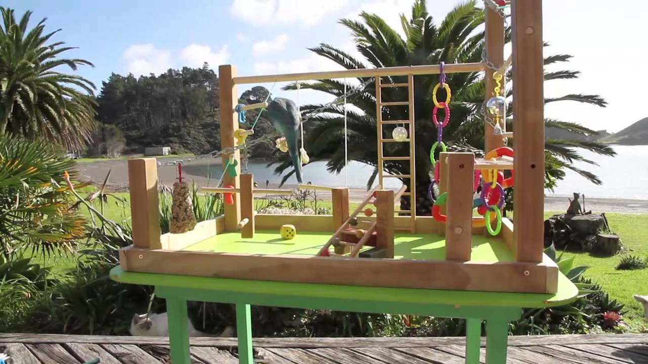Awesome Parrot Playgym!