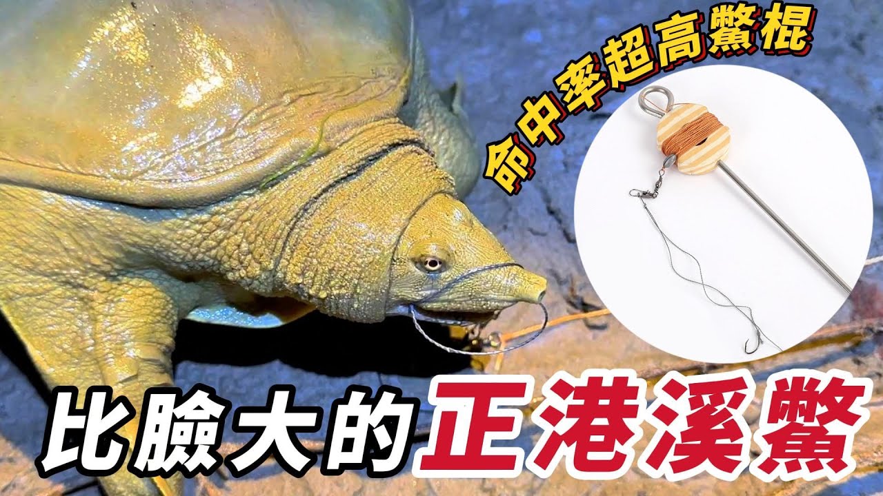 釣魚系列｜超強釣鱉神器在手，野生溪鱉狂上鉤！一群孩子也能輕鬆釣～老爸現煮美味「三杯鱉」慰勞孩子們超幸福