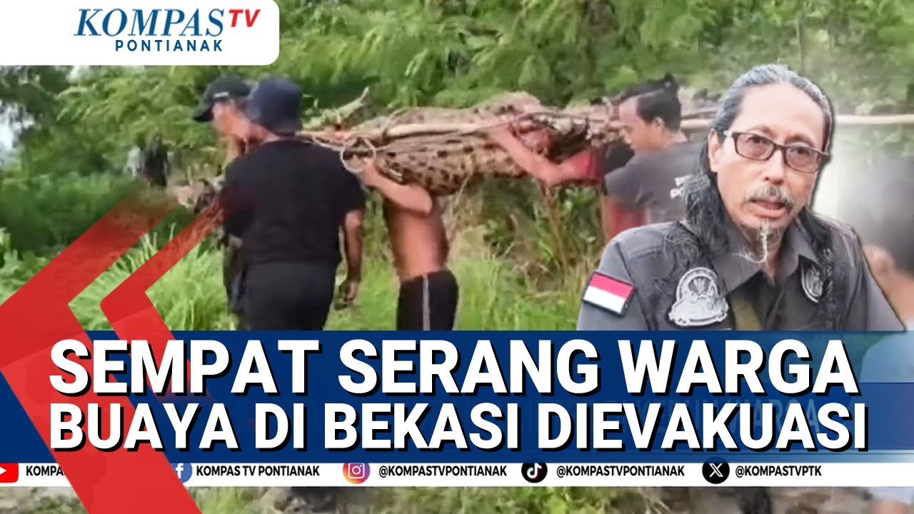 Seekor Buaya Muara Berukuran 3 Meter di Bekasi Dievakuasi Dari Perkebunan Warga