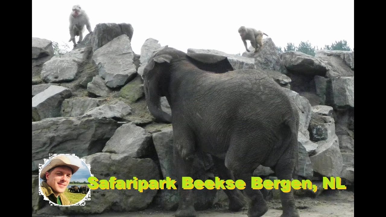 Elefantenhaltung im Safaripark Beekse Bergen, NL, 2023.