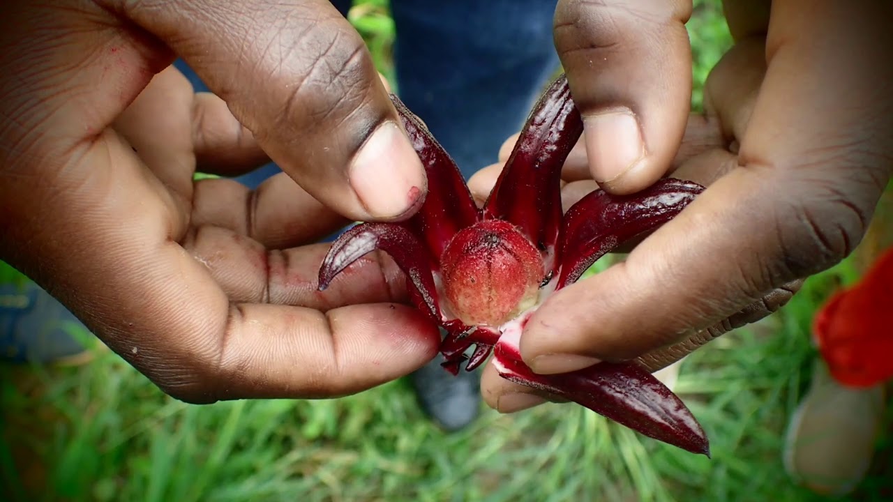 Tisanes thérapeutiques camerounaises - Fondation Gacha x Antenna Foundation