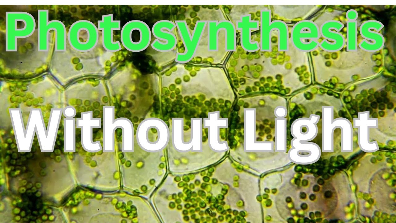 Photosynthesis Without Light & Products ||प्रकाश के बिना प्रकाश संश्लेषण और उत्पादों का निर्माण।