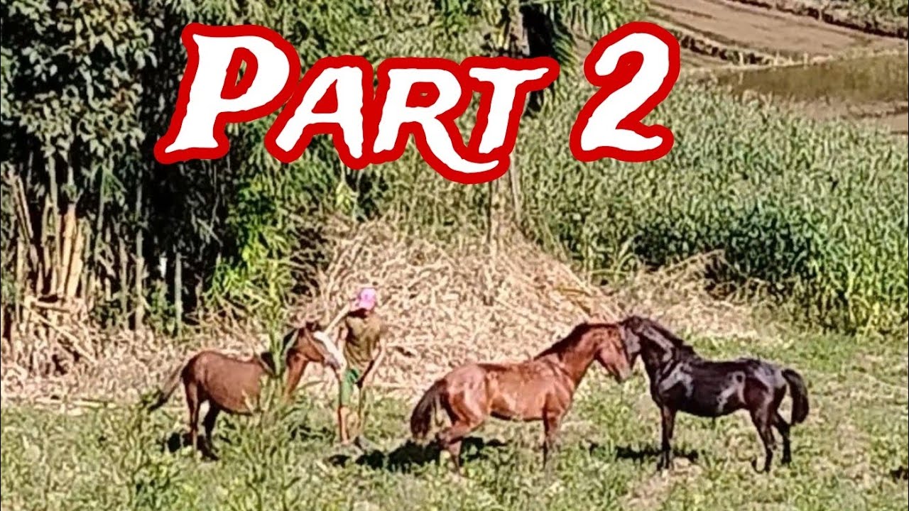 Part2: Horse Fight| Paupas sa Kadi, Senator Ninoy Aquino | Sphinxkikay