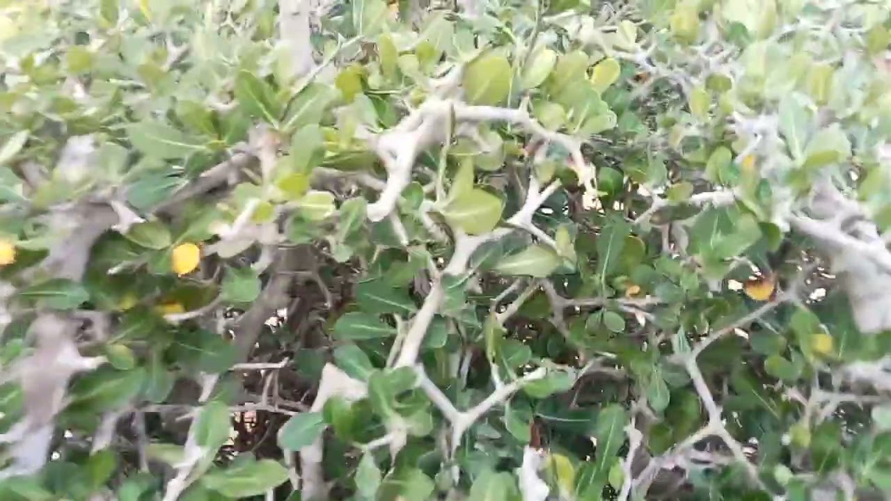 M86 gl cây chân chim 3500k LH 0707713796 Khương bonsai 