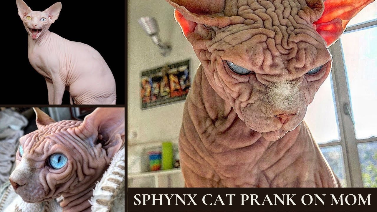 Sphynx cat PRANK on mom| Vambu Mother & Sphynx cat| Namibian YouTuber| African mom and Sphynx cat
