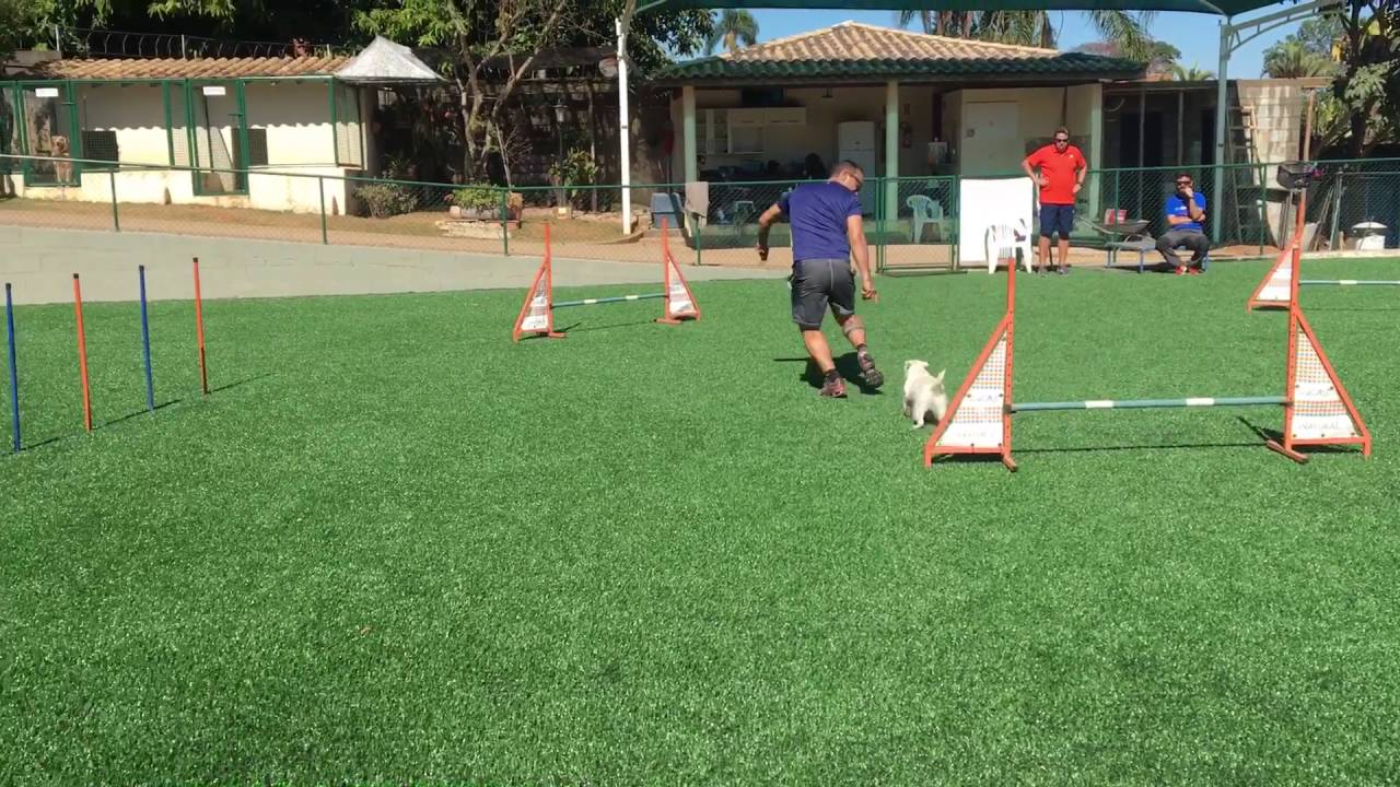 Treino Apple Agility {Parson Russell Terrier}
