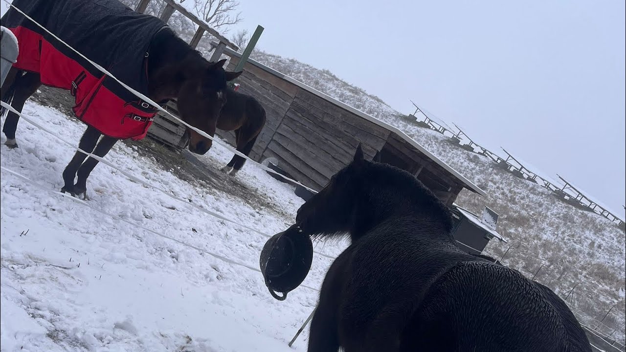 ONE WEEK WITH ME 🐴 Jungpferd-Training & Chaos im Stall