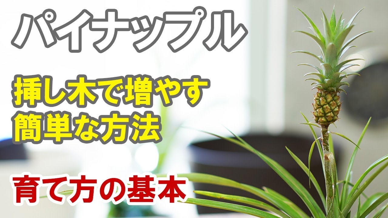 パイナップルの育て方　挿し木は簡単！基本は外で育てるのがお作法！