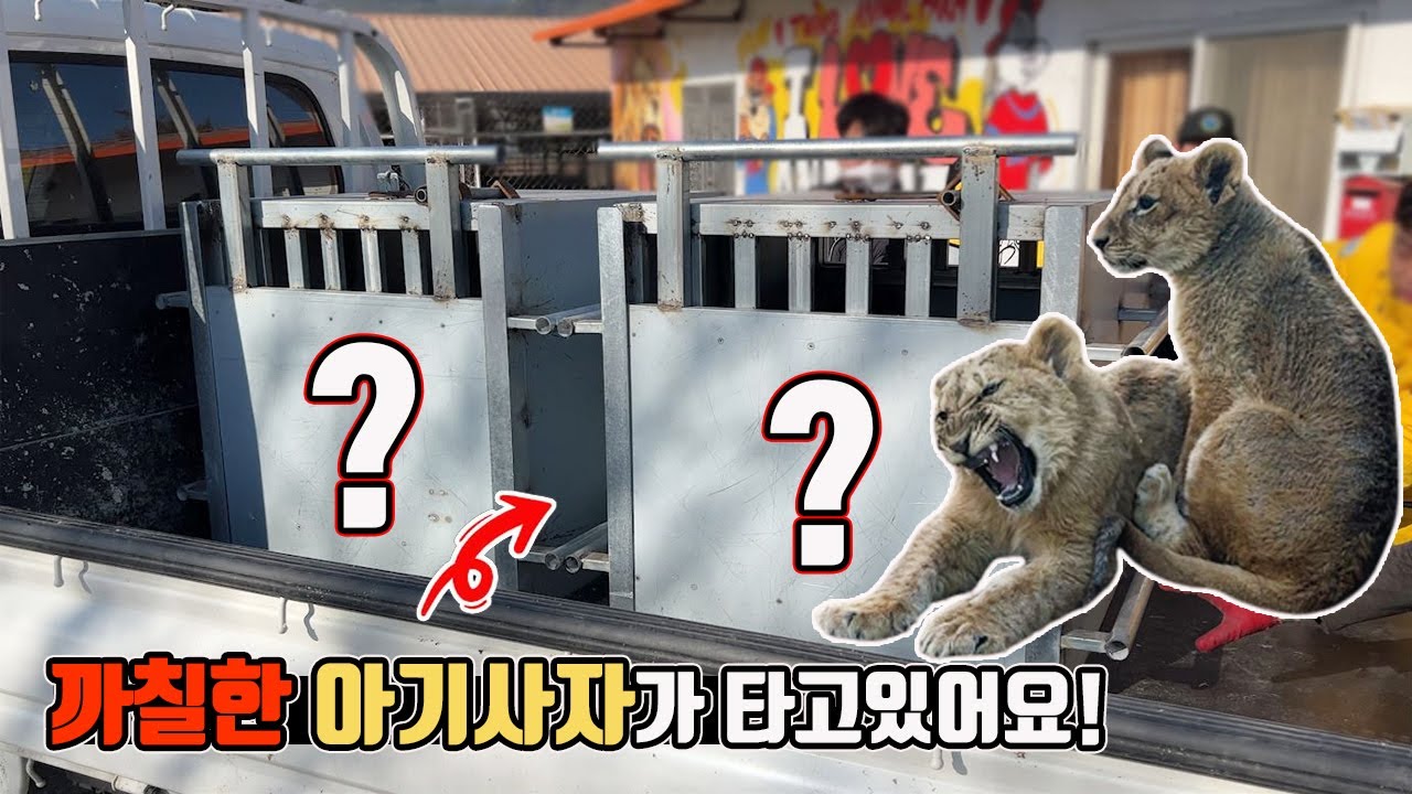 귀엽고 까칠한 아기사자 이송작전! 어리다고 얕봤다간 큰코다칩니다!!