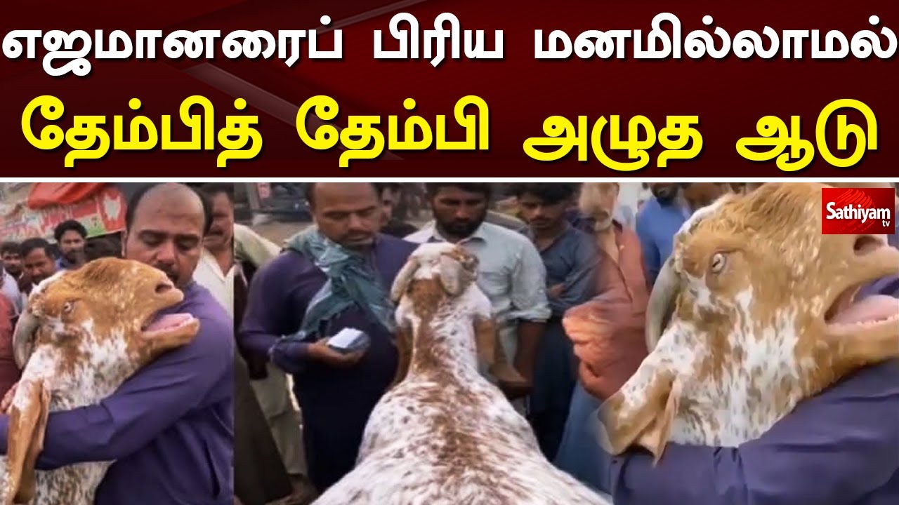 எஜமானரைப் பிரிய மனமில்லாமல் தேம்பித் தேம்பி அழுத ஆடு | Goat | Bakrid |  Web Special | Sathiyam TV