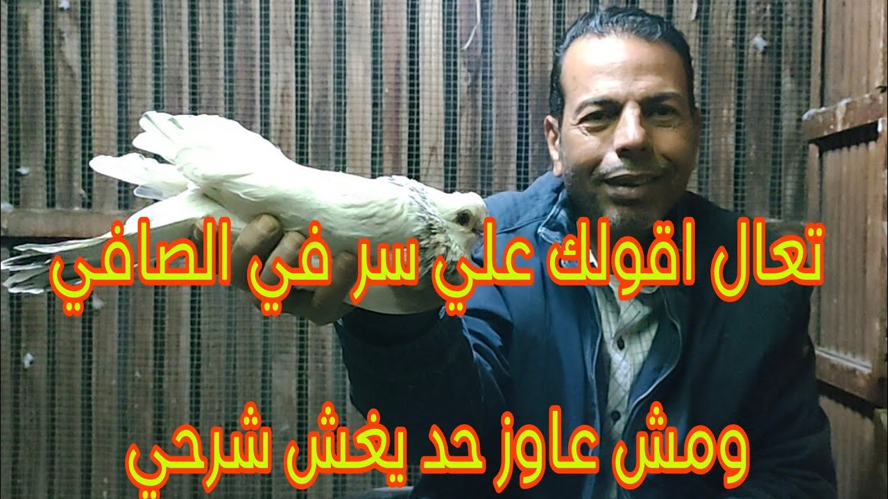 🔴 الحلقة الخامسة عشر#الحمام_الغزار (المصيبة)