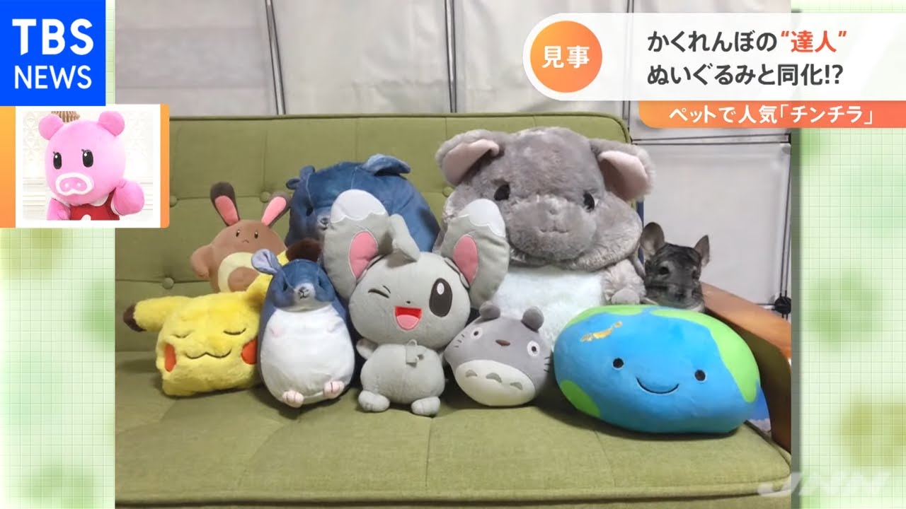 チンチラのかくれんぼ【Nスタ】