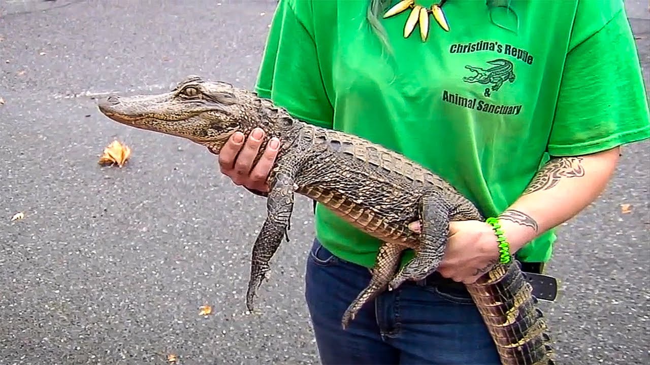 Captured on camera: 3-foot alligator found in Lehigh River