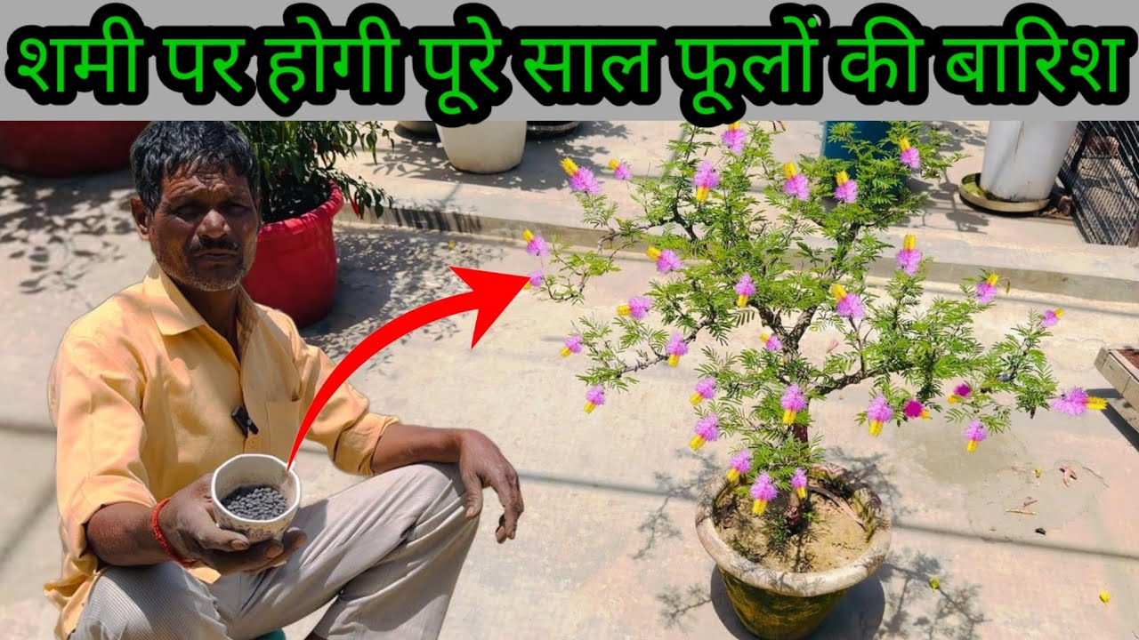 शमी पर होगी पूरे साल फूलों की बारिश इस चीज के चार दाने डाल दो