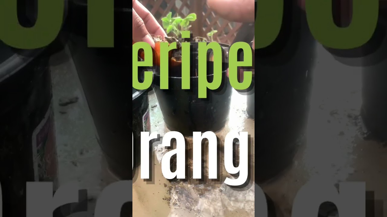 Fail⁉️ Mistakes Happen‼️ #urbangardening #shorts
