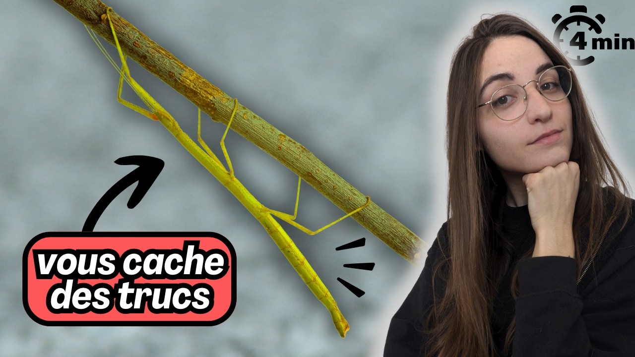 4 minutes pour comprendre LES PHASMES