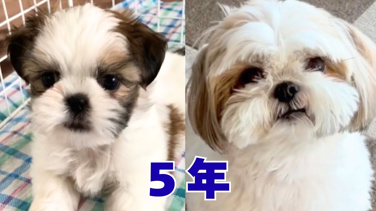 [シーズー]時間は顔に出る