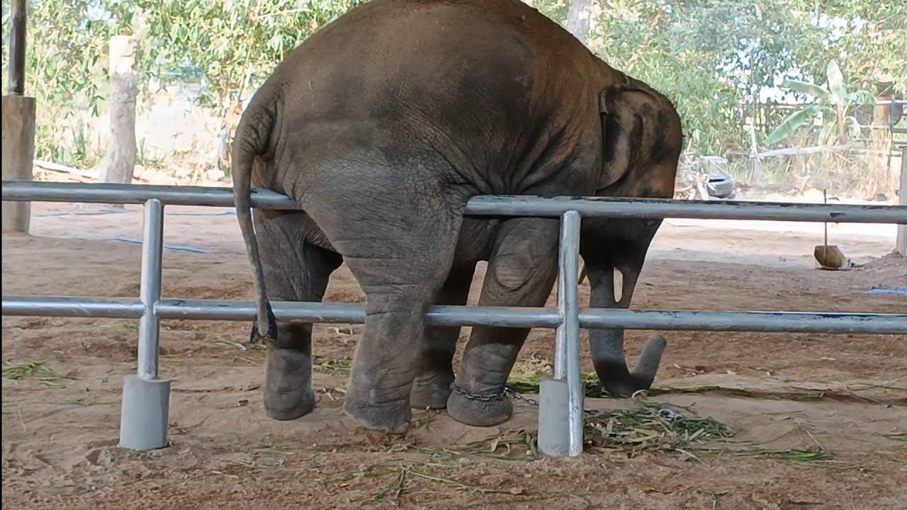 ดูความน่ารัก/ดาวมงคล..นอนท่ากบ