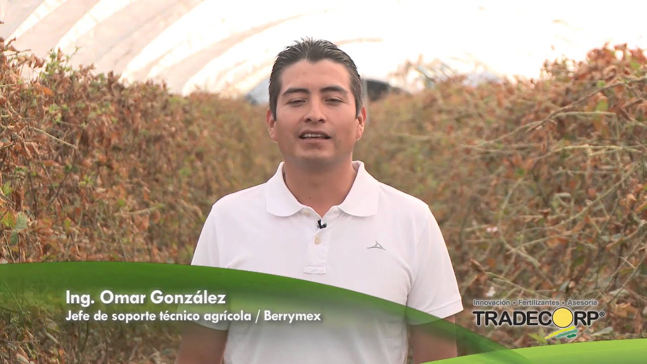 Zarzamora, Defoliaci&oacute;n