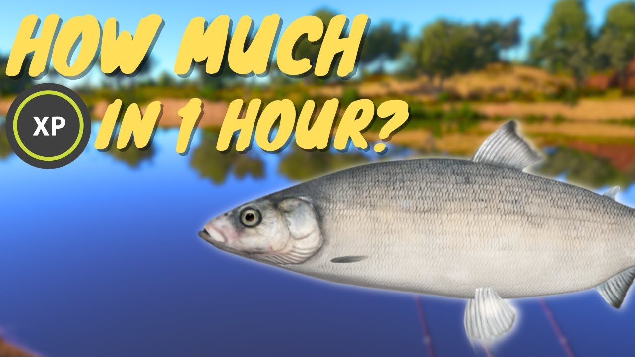 HOW MUCH XP CAN I GAIN FROM BELORIBITSA WHITEFISH IN AN HOUR? #861 Russian fishing 4