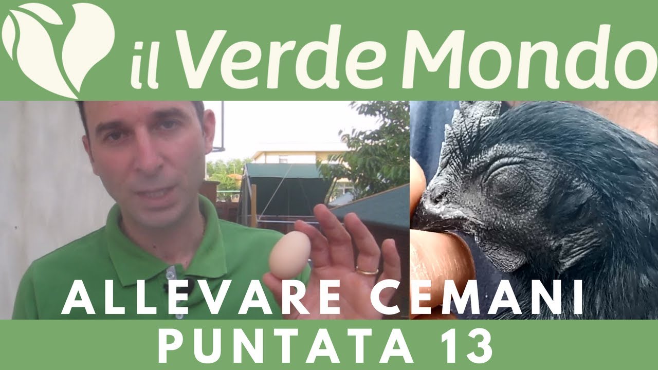 Allevare Cemani | Puntata 13 | E' ARRIVATO IL PRIMO UOVO