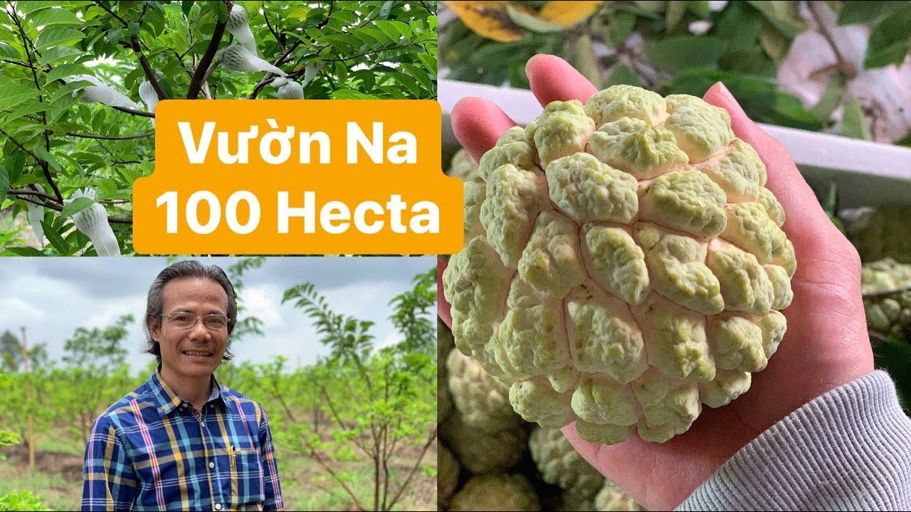 Kinh Nghiệm Trồng Mãng Cầu Na Đạt Hiệu Quả Kinh Tế Cao Với Diện Tích Rộng Hơn 100 Hecta Ở Núi BÀ ĐEN