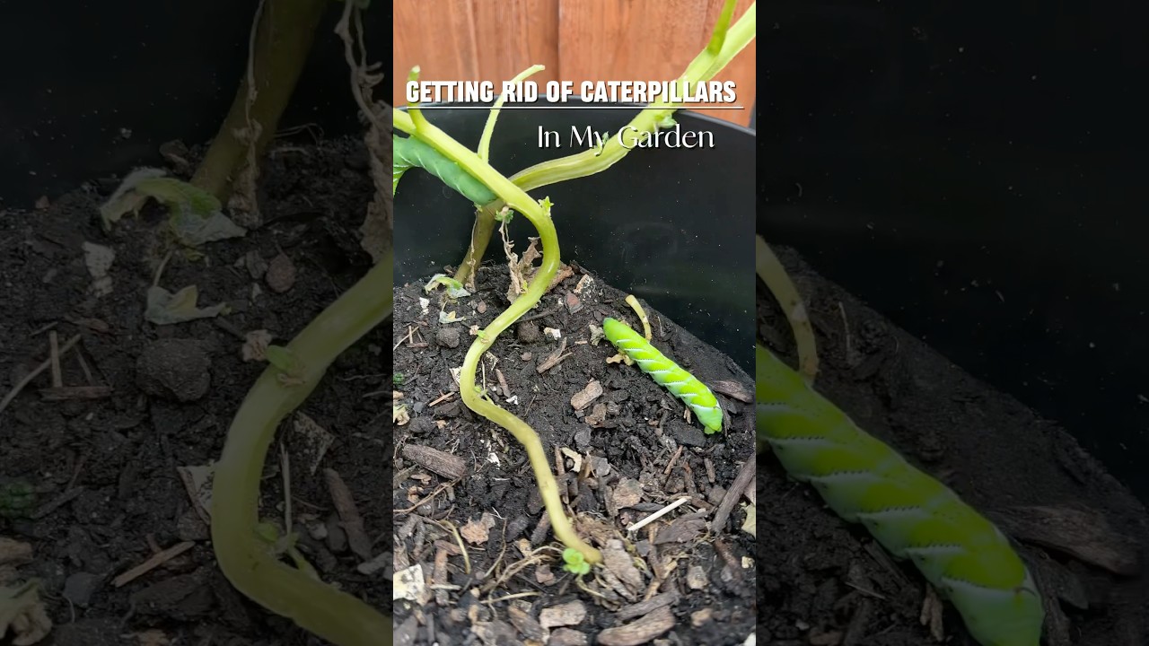 How I Got Rid of Caterpillars in My Garden #gardening #garden