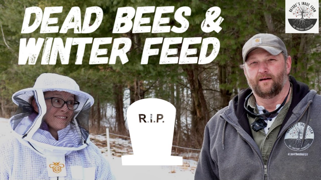 Dead Bees, Winter Feeding, HIVE OF DOOM UPDATE.