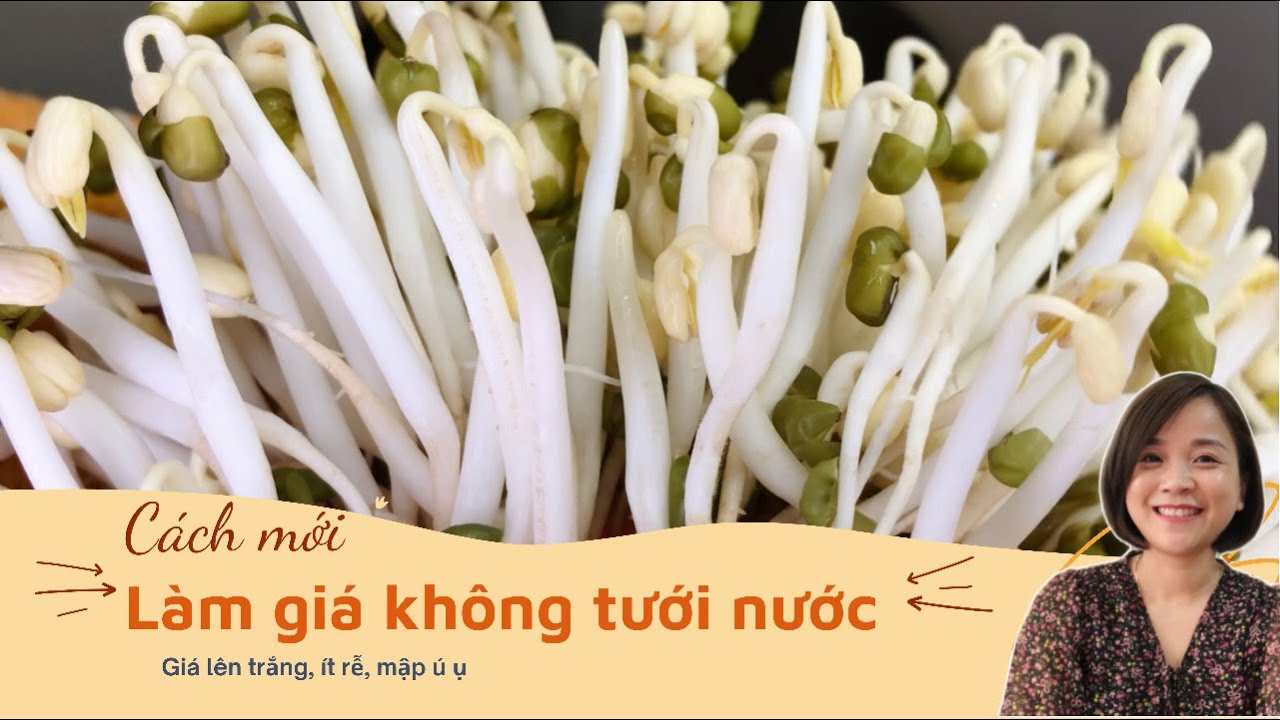 Một cách khác mới lạ, làm giá không cần tưới nước. Giá lên ít rễ, trắng mập ú ụ | Cuộc sống Séc #206