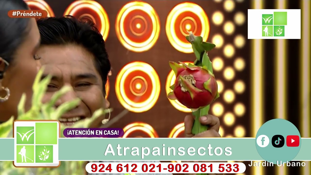 Cuidado de plantas en Verano