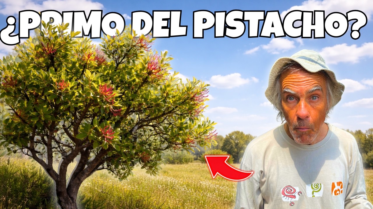 La cornicabra: el arbusto salvaje que es primo del pistacho