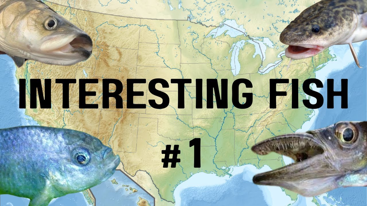 Strange and Interesting Freshwater Fish of North America: Part 1
