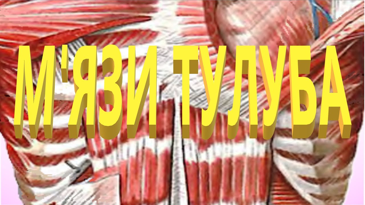 Анатомія м'язів тулуба