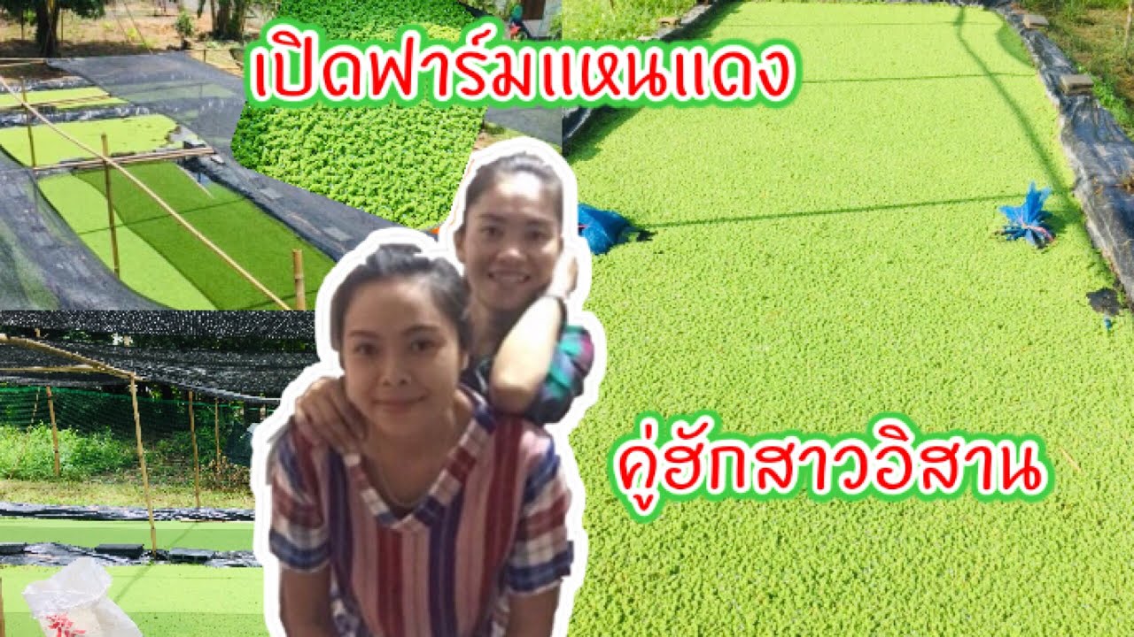 เปิดฟาร์มแหนแดงคู่ฮักสาวอิสานกับประสบการณ์ 2 ปี