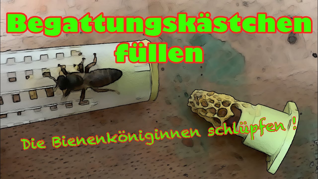 Begattungskästchen füllen ! Königinnenzucht ! Imkern ! Bienen !