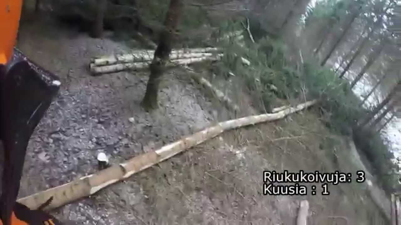 Kuusikon ensiharvennusta moottorisahalla tankillisen verran