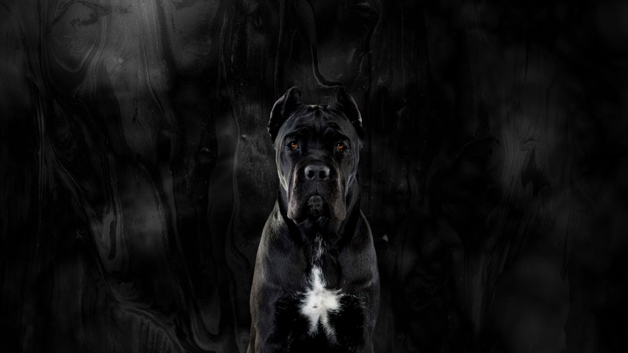 Free Cane Corso Dog Barking Sound Effects | Free Sound Effects & Video Clips