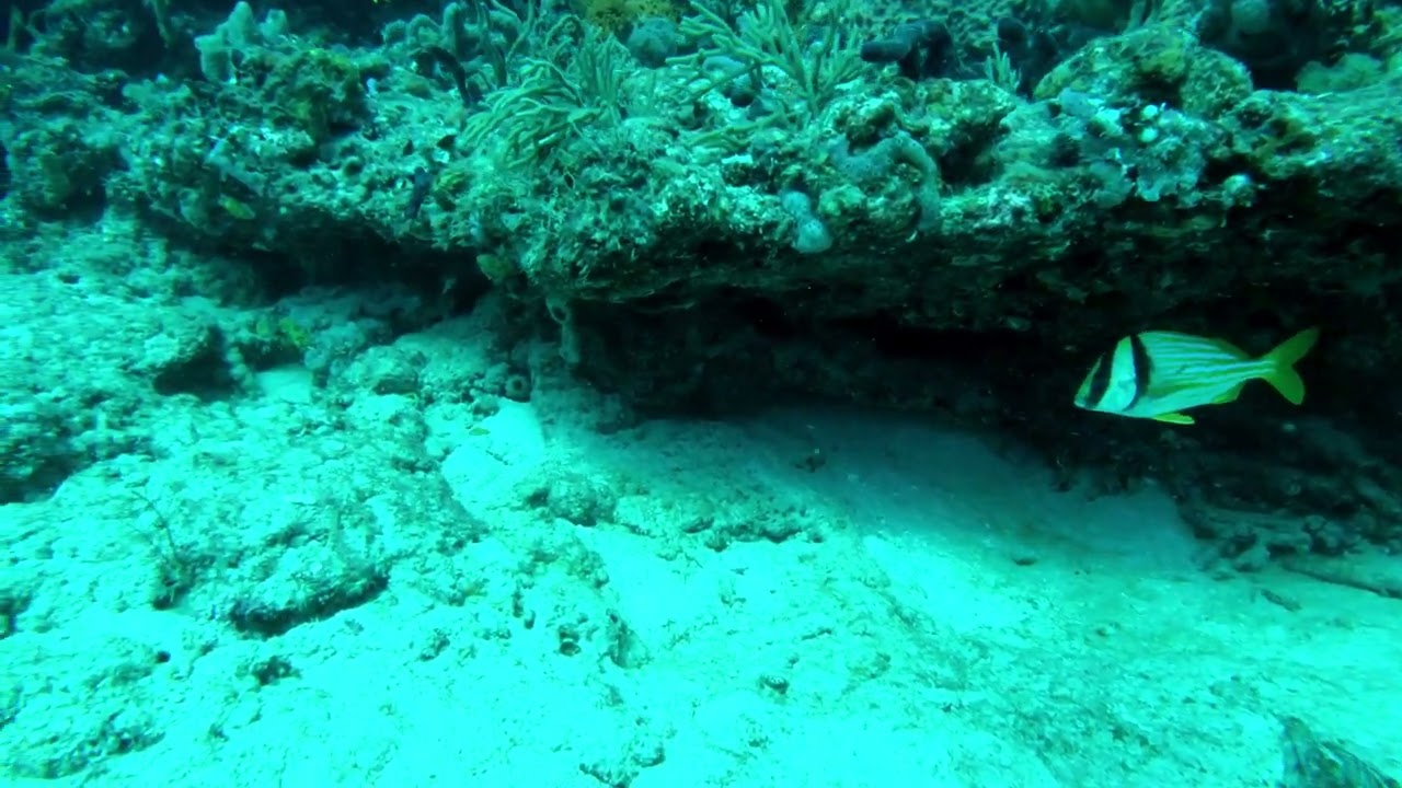 Reef Diving in West Palm   9 Dec 2024