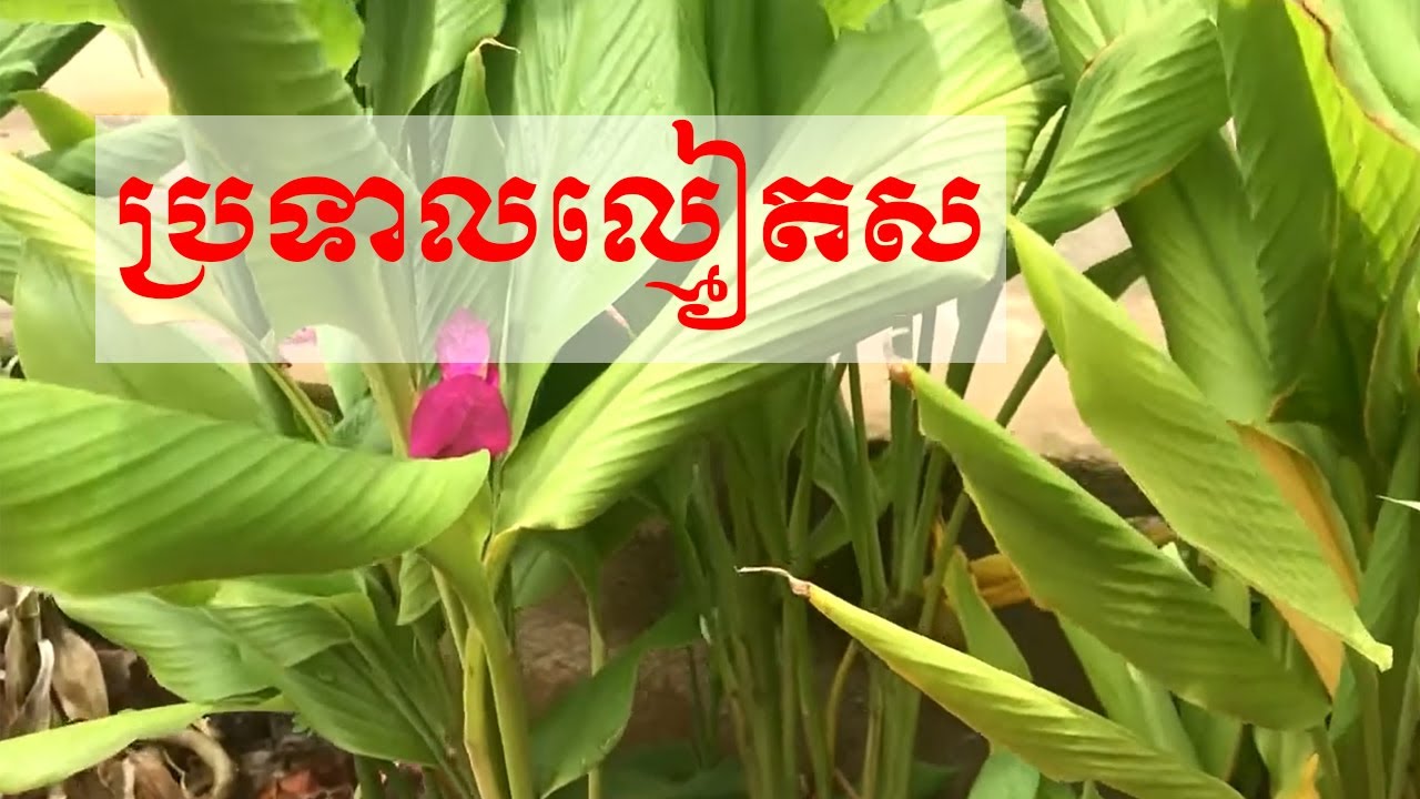 ប្រទាល ល្មៀតស lmeat sor