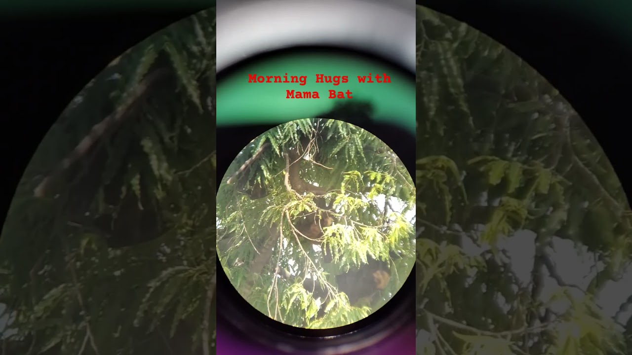 #batman#nocturnalanimals #nocturnalknights#nocturnals#nocturnal #nocturnalmusic#nocturnalwonderland