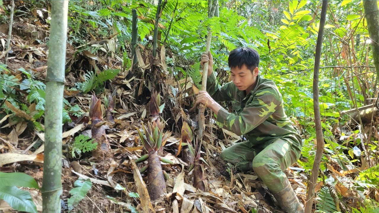 My uncle went deep into the forest to find sweet bamboo shoots to sell and improve his life.