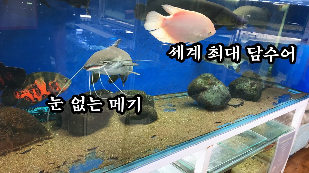 거대한 물고기들을 함께 키우는 수족관!ㄷㄷ 안싸우나?