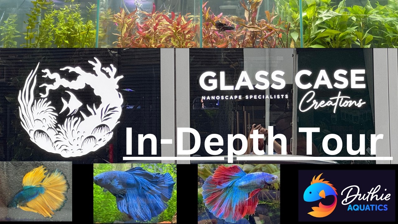 Glass Case Creations In Depth Tour