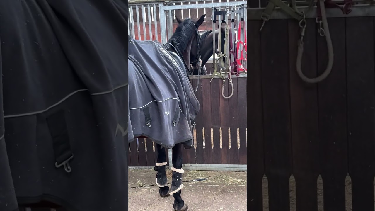 P&uuml;ppi ist Rossig 😱 #equestrian #pferde #horse #stute #rossig