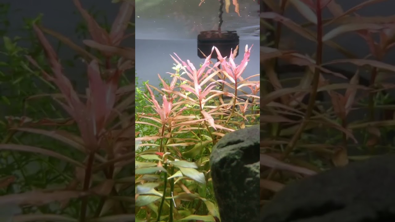 Dirted tank Rescape