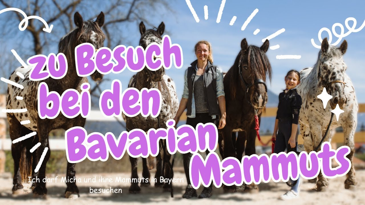 XXL FMA bei den Bavarian Mammuts I Reiten, Kutsche fahren, Freiarbeit und noch viel mehr!