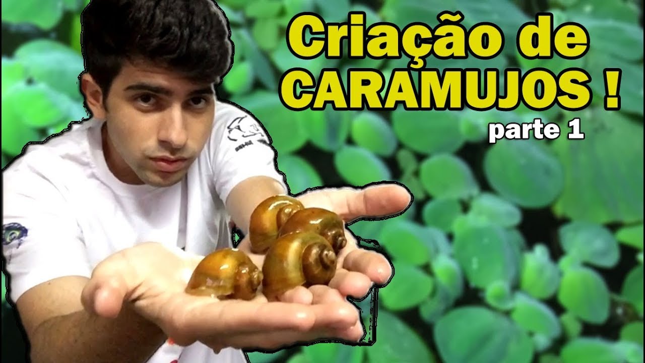 Criando FACILMENTE CARAMUJOS em CASA !